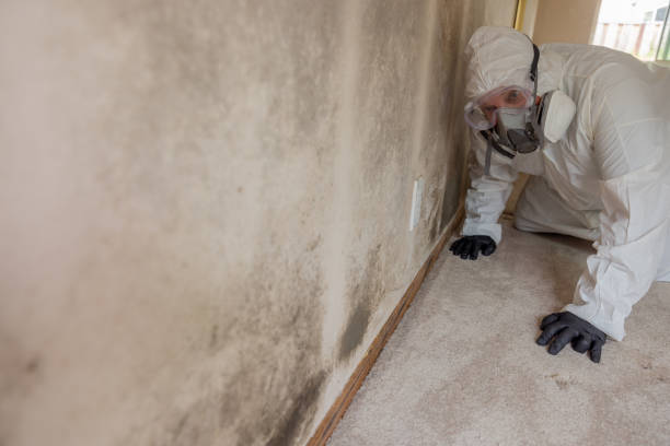 Trusted Hoxie, AR Mold Inspection Experts